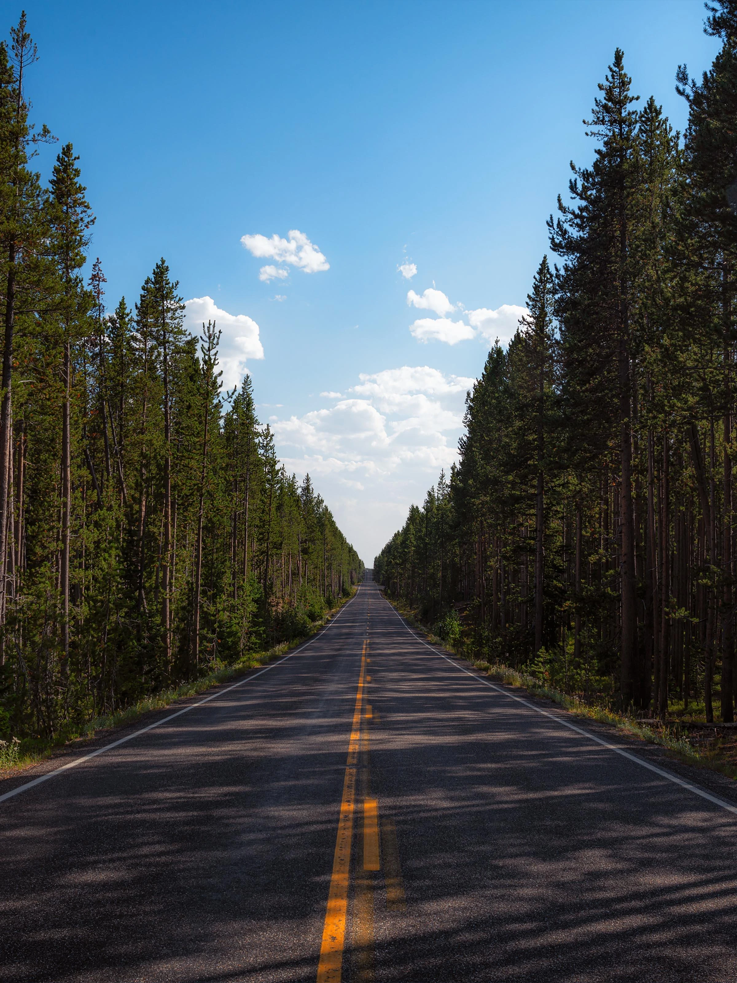 A long straight road lined by pine trees on both sides.